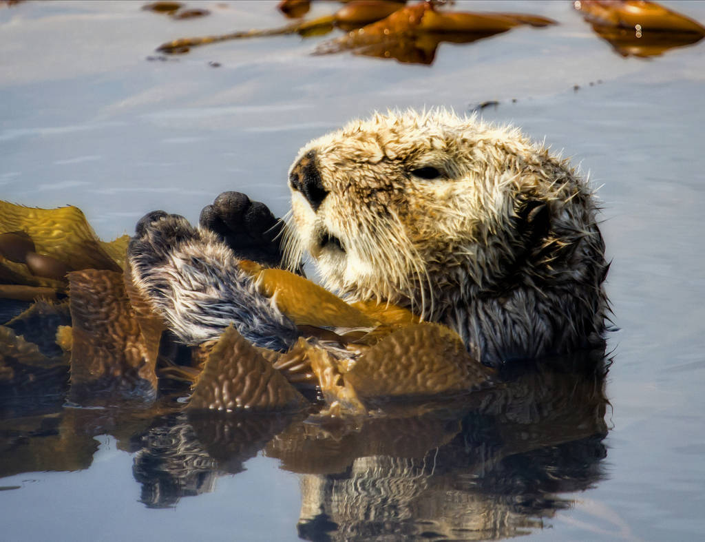 Sea Otters, Raptors & Bears … Oh My! - Allen Marine Tours
