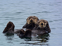 Sea Otter & Wildlife Quest