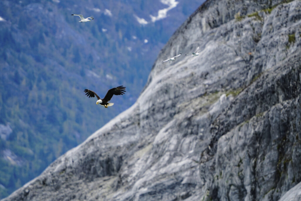 Eagle Cruising by Mountain - Ketchikan Alaska