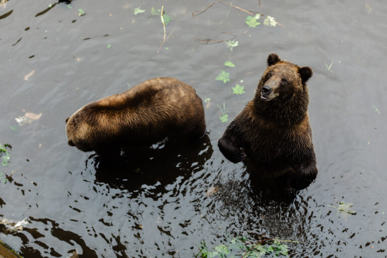 Brown Bears at Fortress of the Bear in Sitka, Alaska