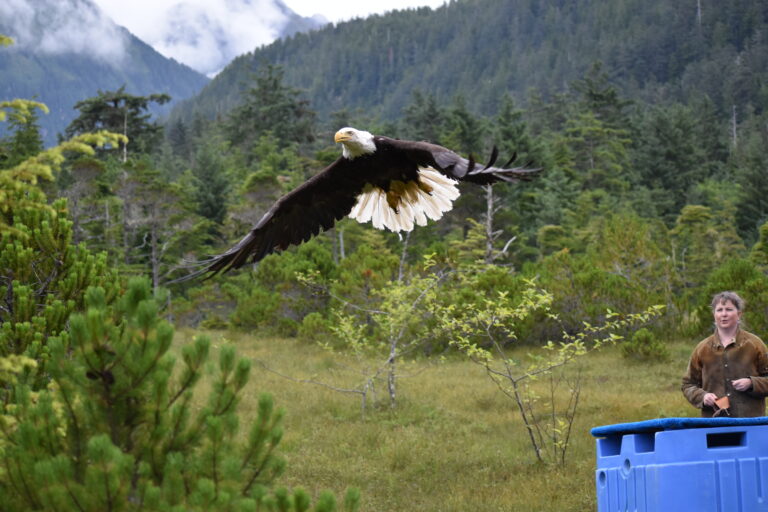 Eagle at Alaska Raptor Center in Sitka Alaska