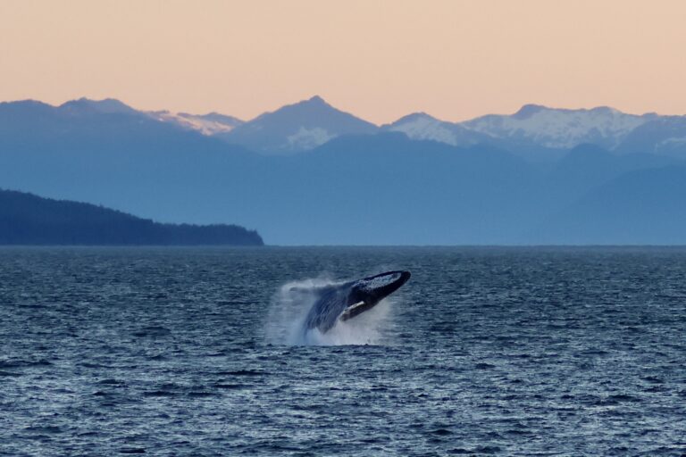 Humpback whale on whale watching tour in Juneau, Alaska