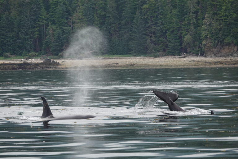 Whale Watching in Juneau Alaska on a Shore Excursion