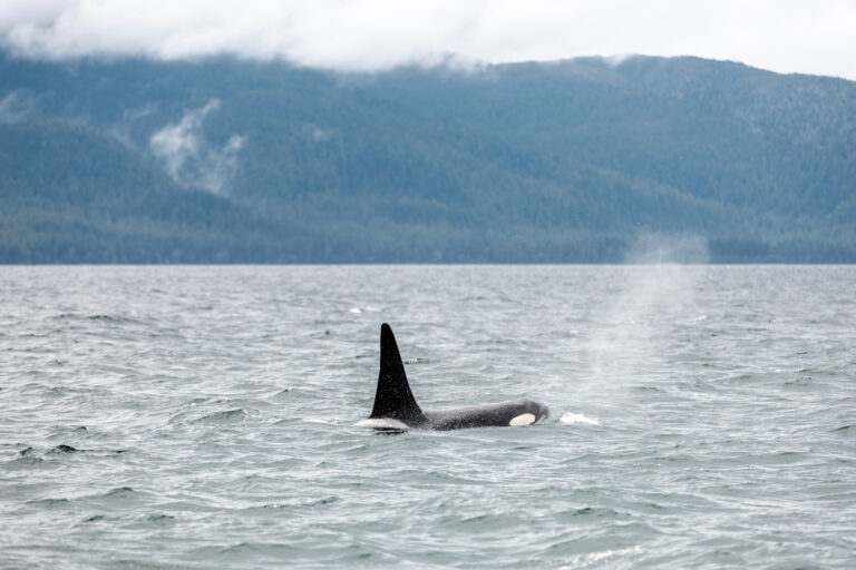Killer Whale in Juneau, Alaska on a whale watching tour