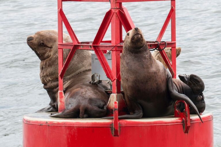 Sea Lions in Alaska on whale watching tour