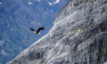 Eagle -1 Eagle Cruising by Mountain - Ketchikan Alaska